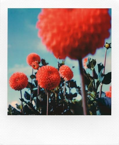 Polaroid Color Film for SX-70 (6004) - Image 3