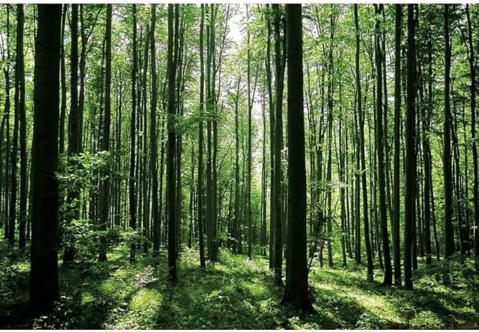 Jungle Forest Photography Backdrop 5x3ft Green Rainforest Sunlight Grassland Wonderland Nature Landscape Background for Spring Adventure Camping Hiking Theme Party Decoration Banner Photoshoot Prop - Image 3