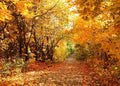 7x5 FT Fall Leaves Forest Autumn Backdrop Wedding Party Park Bridal Shower Theme Background for Photography YouTube Outdoor Travel Family Birthday Photo Props, Clear by Unknown