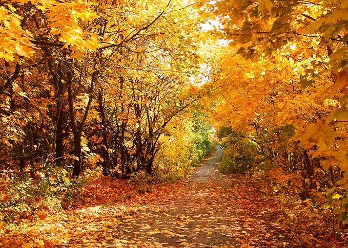 9x6 FT Fall Leaves Forest Autumn Backdrop Wedding Party Park Bridal Shower Theme Background for Photography YouTube Outdoor Travel Family Birthday Photo Props, Clear by Unknown